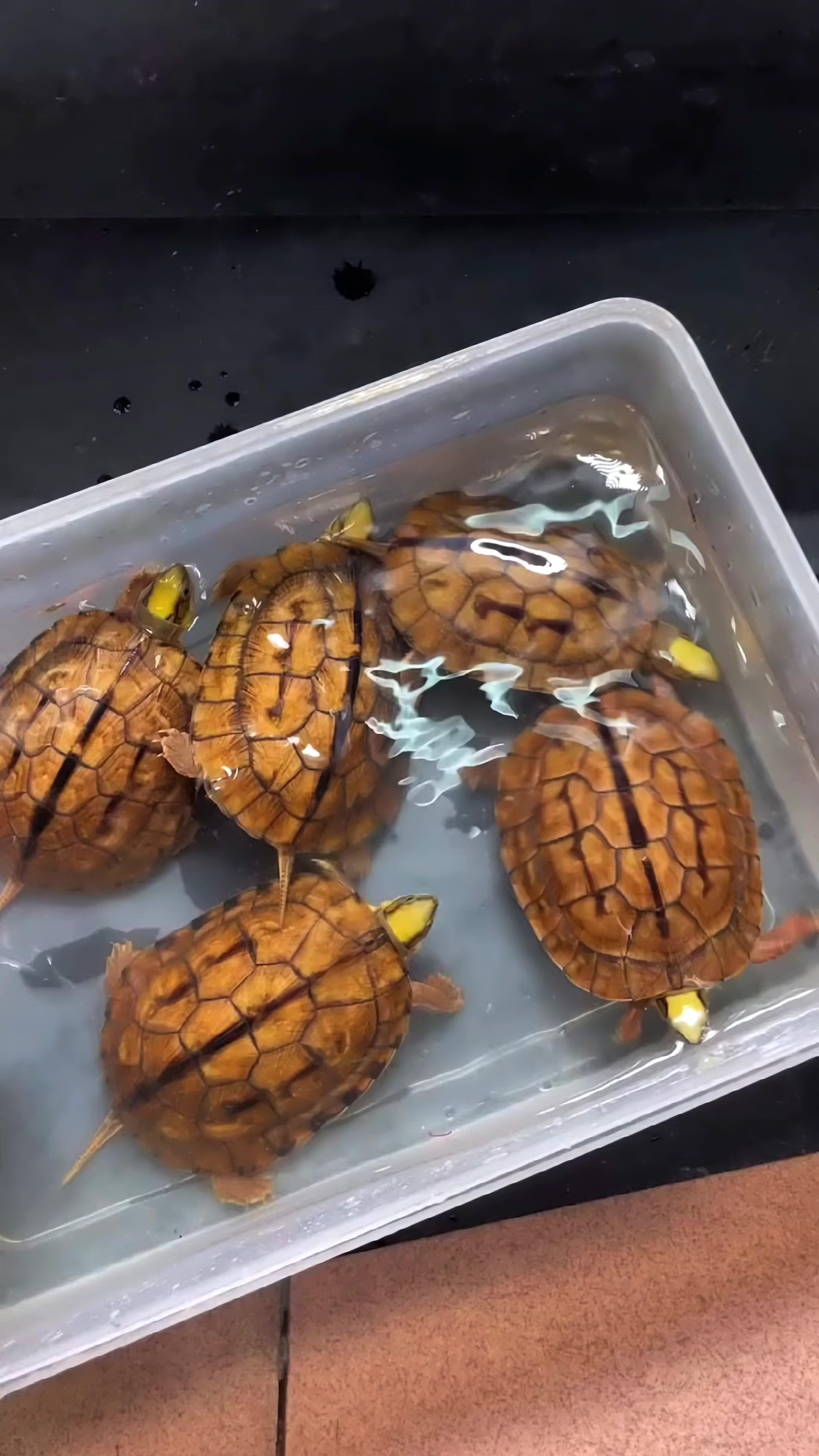 天花板级别的小乌龟海南金钱龟公仔爱养龟爱生活